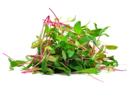 urban cultivator microgarden | ucr