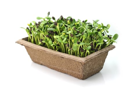 urban cultivator microgarden | ucr